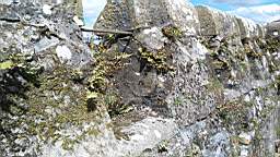 acastle
                          111170.jpg